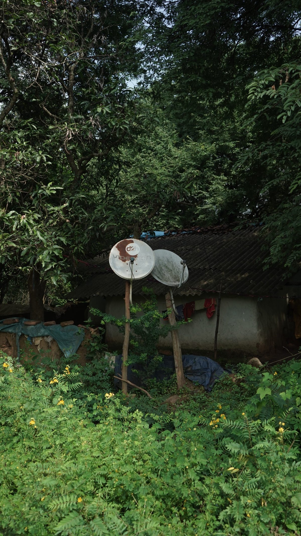 A photo of two satellite dishes attached to the end of tall wooden poles, surrounded by trees.