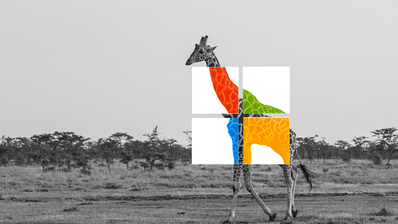 A giraffe walking through a monochromatic savanna landscape, with a colorful abstract overlay of the giraffe's body in orange, green, blue, and yellow squares.