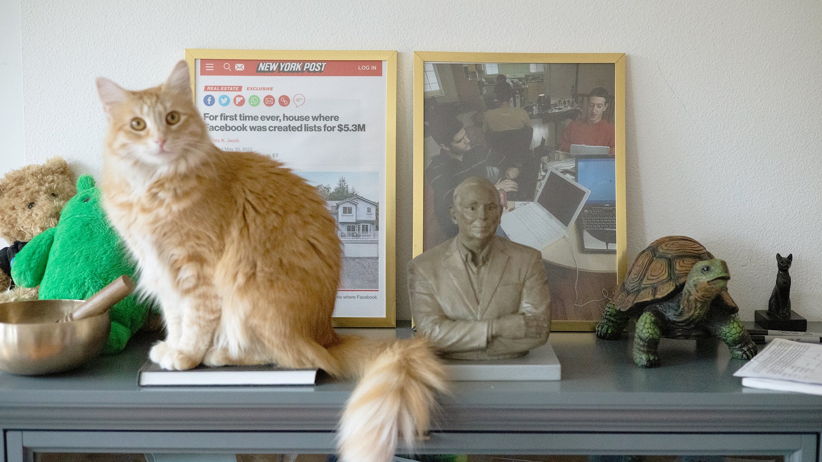 A ginger cat stands on a shelf near a bust statue and a small turtle, with framed photos and a newspaper in the background.