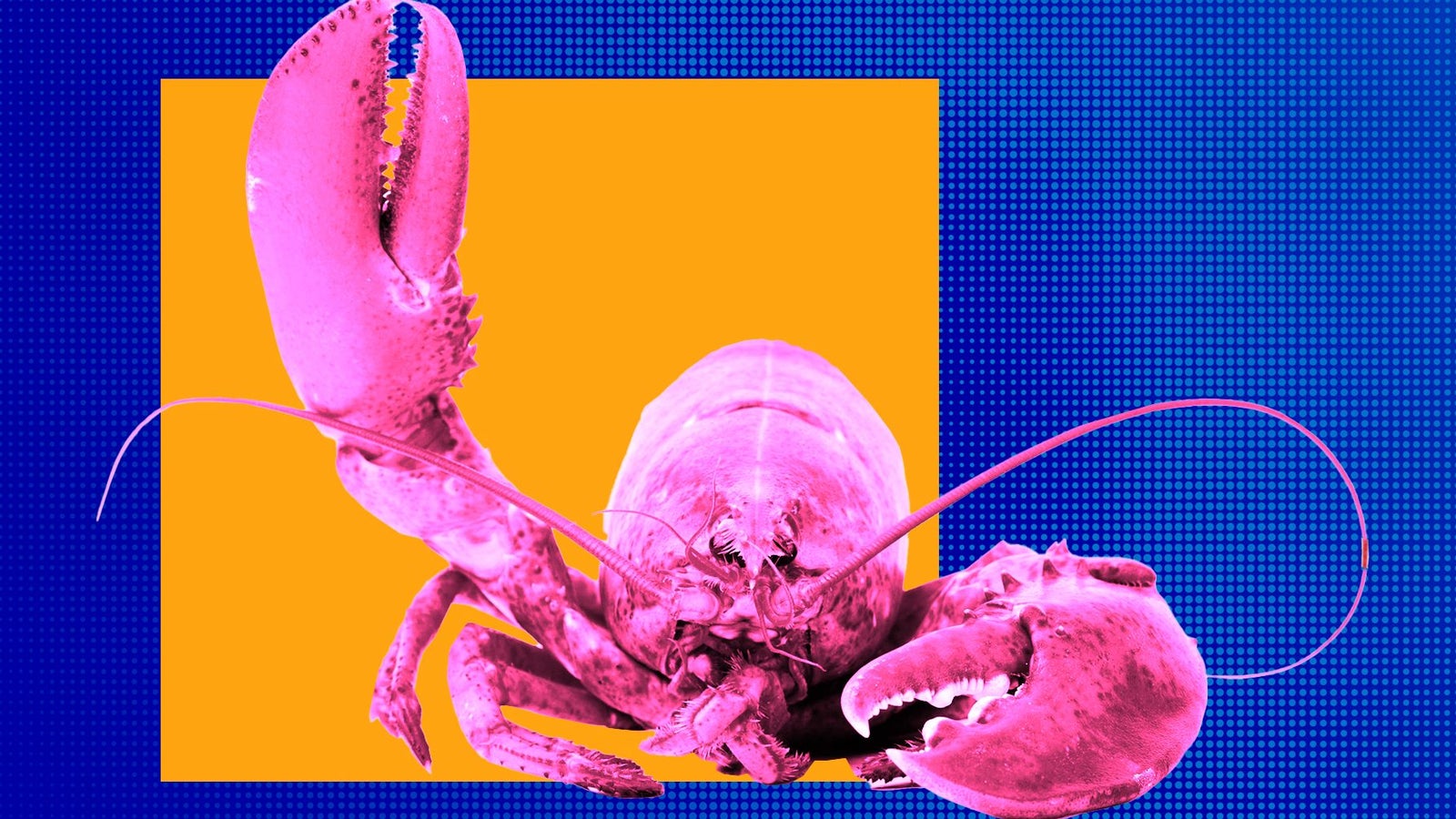 A vibrant pink lobster with large claws against a bold orange square and a blue dotted background.