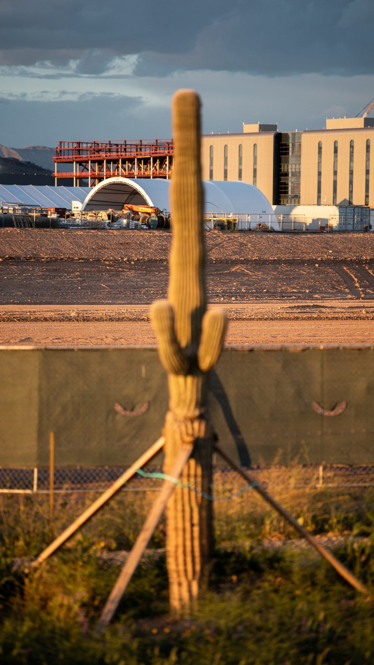 A photo of a tall saguaro cactus in the forefront and a construction site in the background.