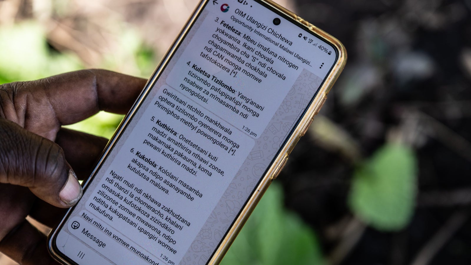 A person's hand holding a smartphone displaying a screen with text in Chichewa related to agriculture, with a background of green foliage and soil.