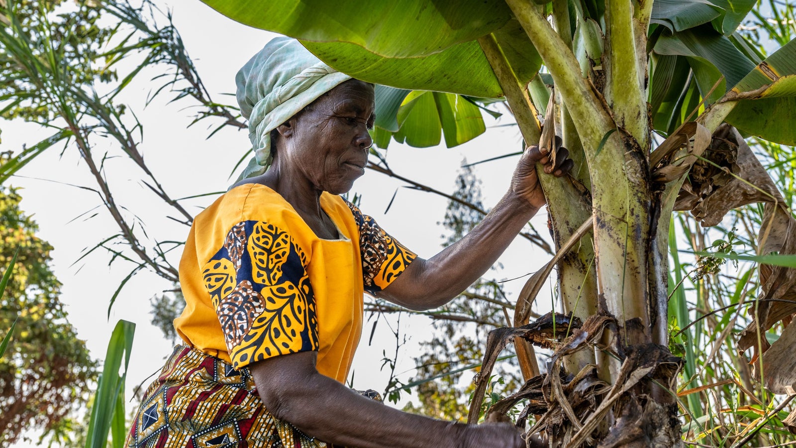 An older woman in a bright yellow and patterned shirt and a headscarf is carefully tending to a banana plant, focusing on its roots and trunk in a lush outdoor setting with greenery in the background.