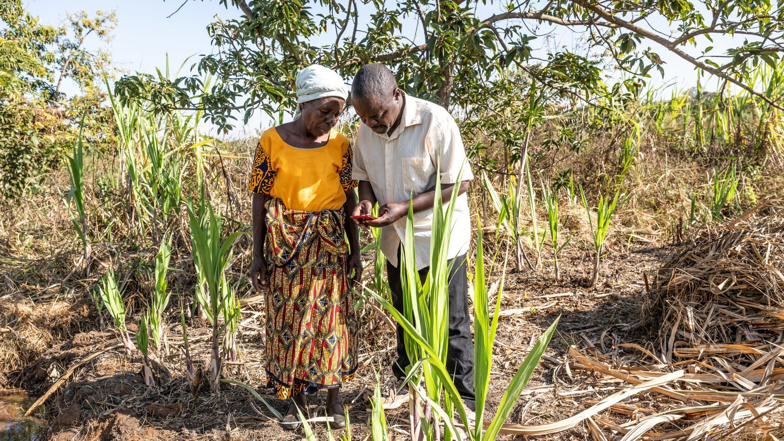 A man and a woman are standing in a field filled with young green plants. The man, wearing a light-colored shirt, is looking at a smartphone, while the woman, dressed in a bright orange shirt and patterned skirt, is observing him. They are surrounded by a mix of green foliage and dry plant matter under a clear blue sky.