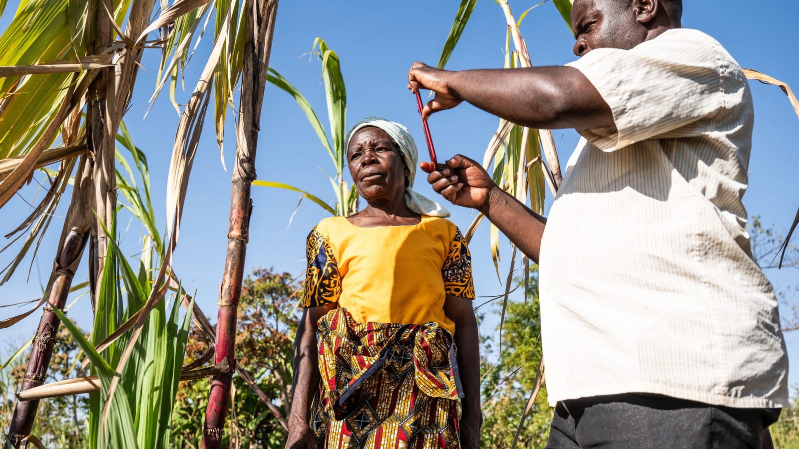 An elderly woman in a colorful dress stands in a sugarcane field while a man, wearing a light-colored shirt, measures something with a red instrument near her.