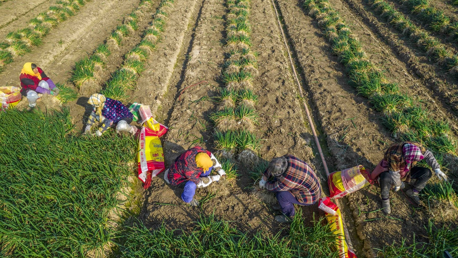 Farmers harvesting green onions in neat rows, wearing colorful clothing and protective gear in a field.