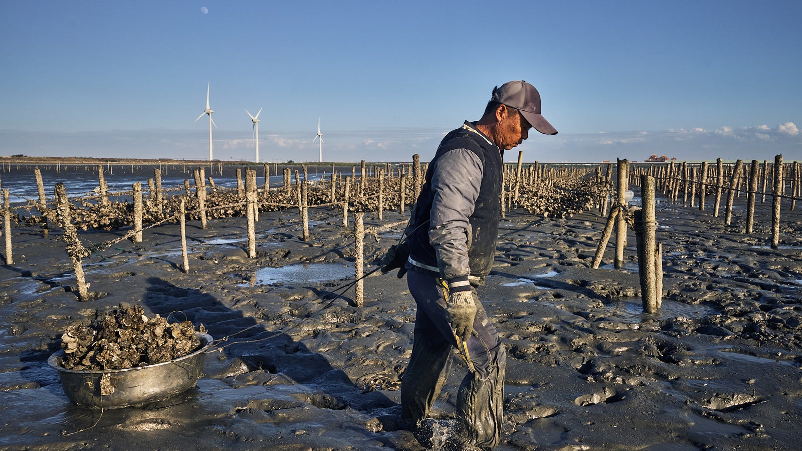 A man harvesting oysters in a muddy coastal area with wind turbines in the background and wooden poles marking the oyster beds.