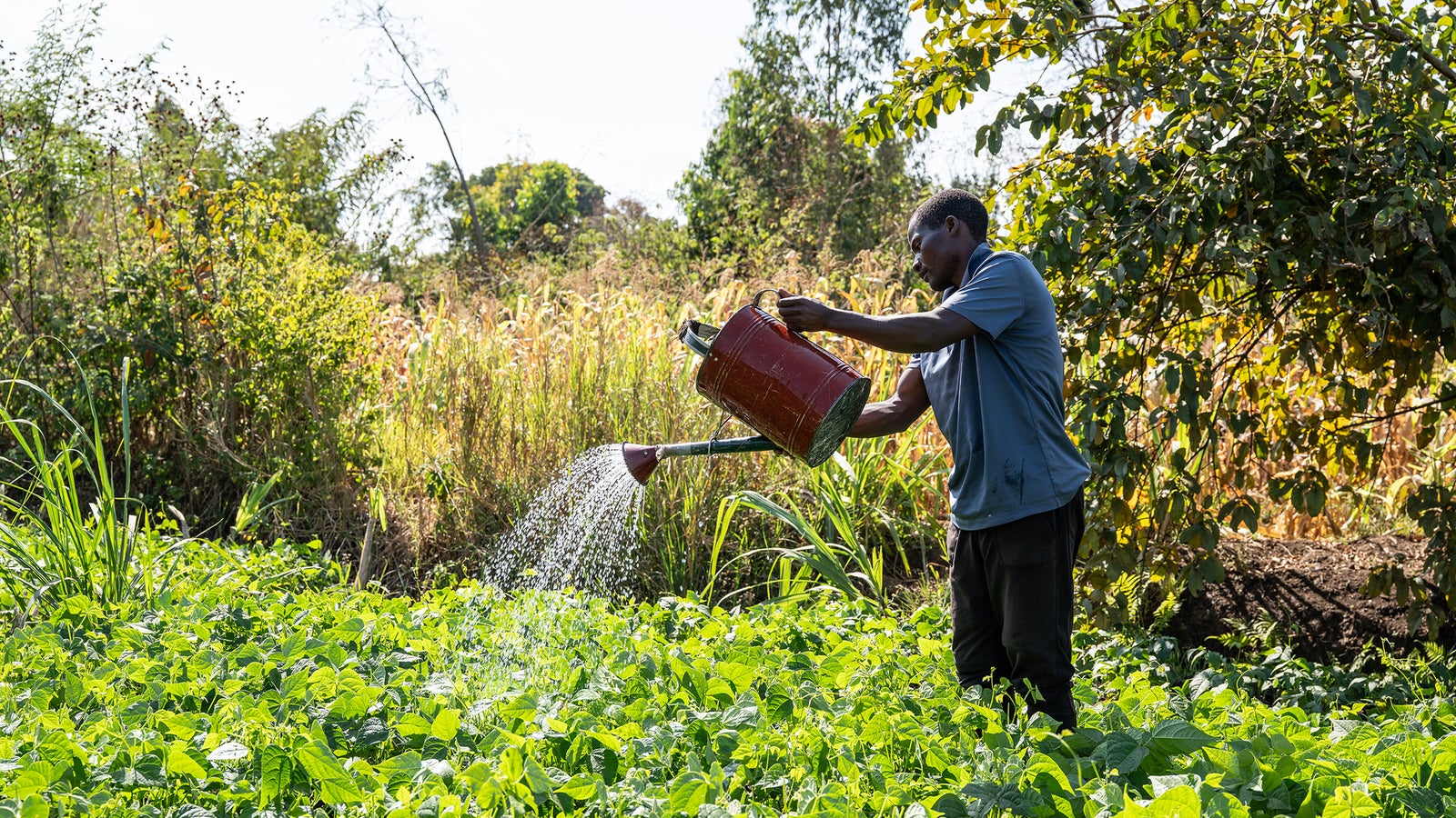 A person in a gray shirt waters a field of green plants with a red watering can, surrounded by lush vegetation and trees under a clear blue sky.