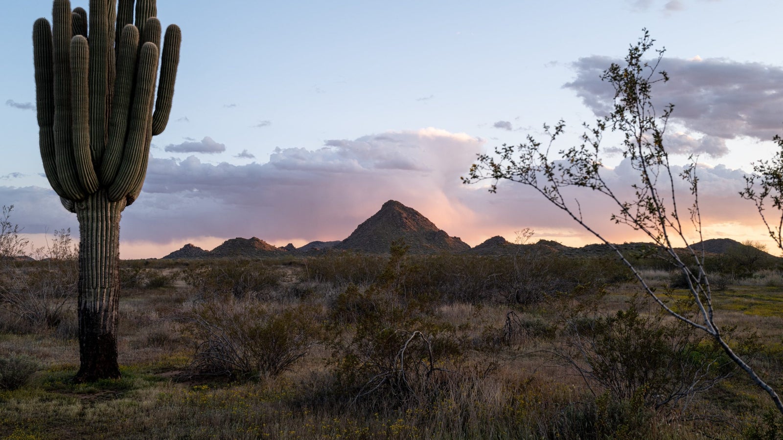 A photograph of a desert landscape with a tall saguaro cactus on the left and a mountain in the center.